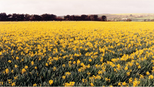 Trewinnard Holiday Cottages | Rent Cornish Cottage